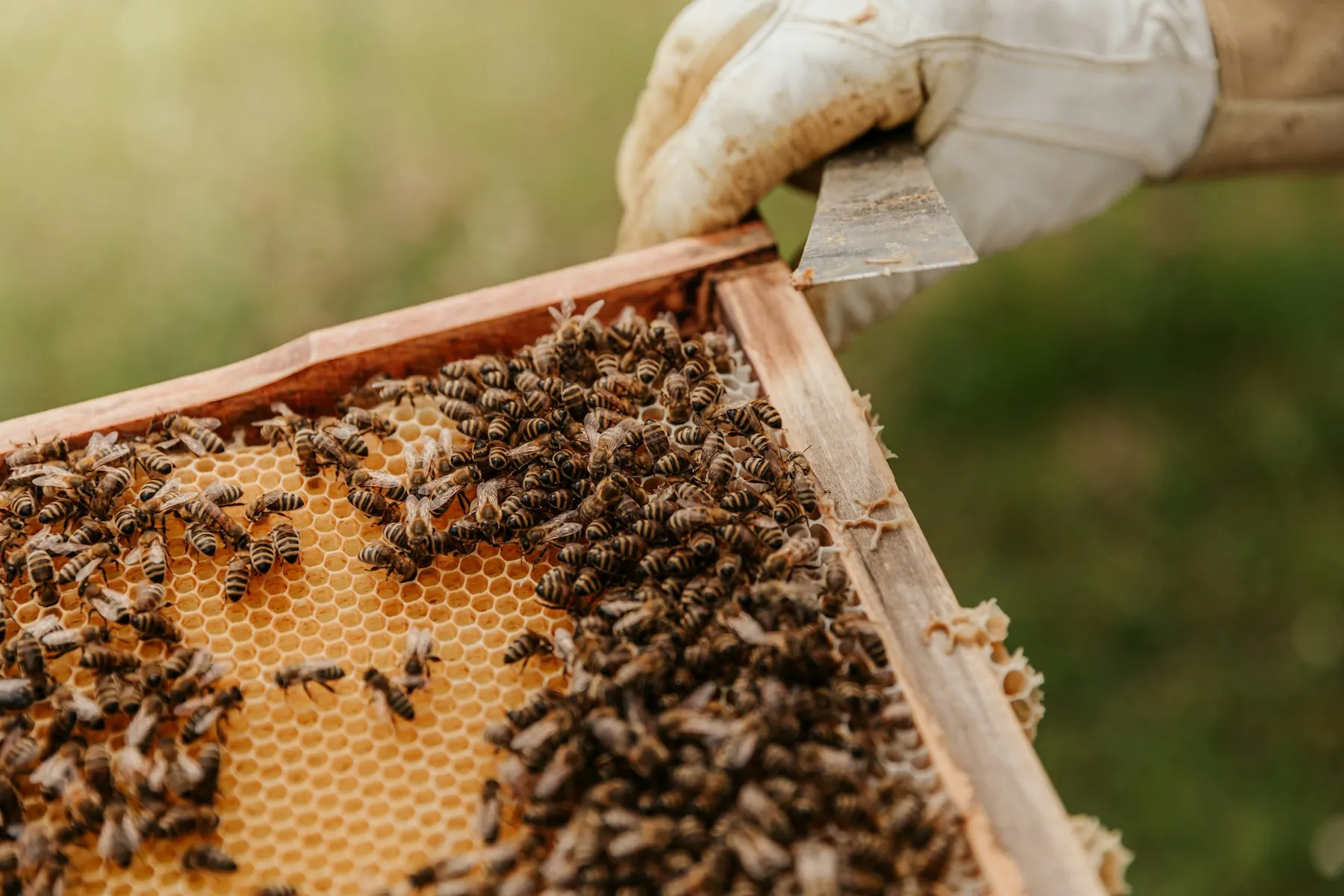 Cadre de ruche couvert d’abeilles, tenu par un apiculteur